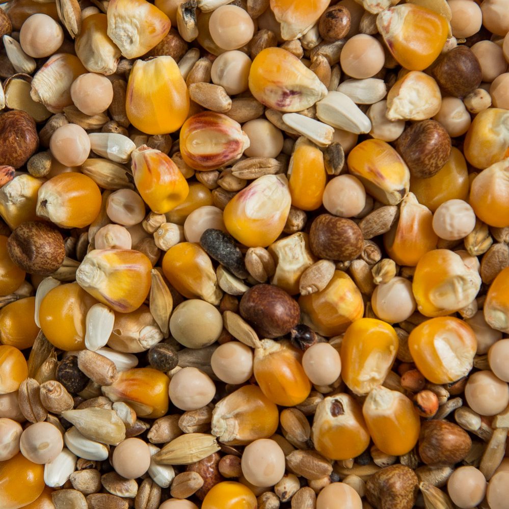 Pigeon Mixtures