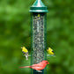 Squirrel Buster® Classic